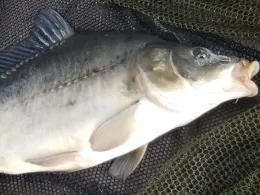 Stadtgraben Gardelegen-4