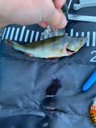 Alster (Hamburg-Poppenbüttel)-1