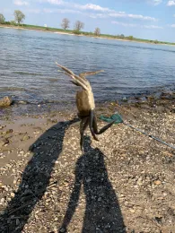 Ostparkweiher (Düsseldorf)-1