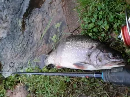 Pfälzer Waldforellen (Eußerthal)-1