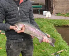 Pfälzer Waldforellen (Eußerthal)