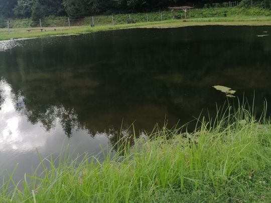 Pfälzer Waldforellen (Eußerthal)-4