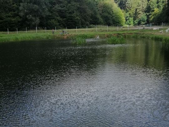 Pfälzer Waldforellen (Eußerthal)-3