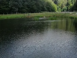 Pfälzer Waldforellen (Eußerthal)-3