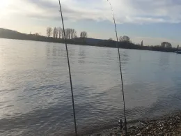 Rhein (Linz am Rhein)