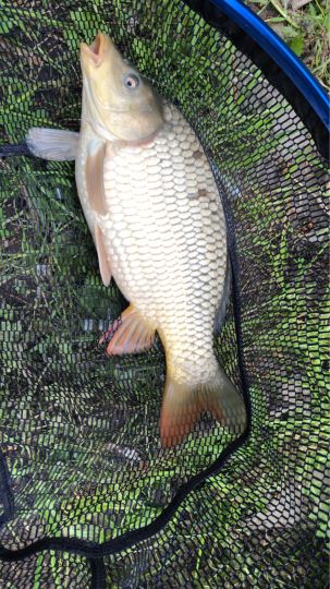 Mosel (Pommern/Mosel)-1