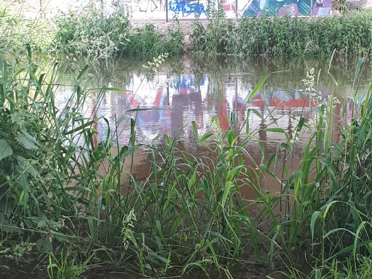 Pleiße (Markkleeberg)-2