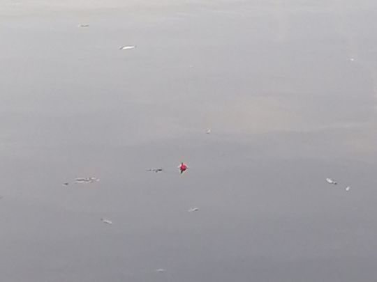 Baggersee Dörfleins-1