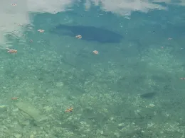 Niederneuching Alt-1