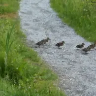 Forellenhof Kiefer-3