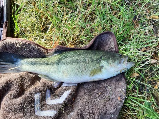 Forellenhof Kiefer-1