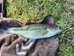 Forellenhof Kiefer-1