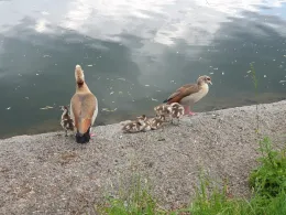 Main (Gemünden am Main)