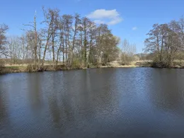 Diestel 2 (Unterglinde)-1