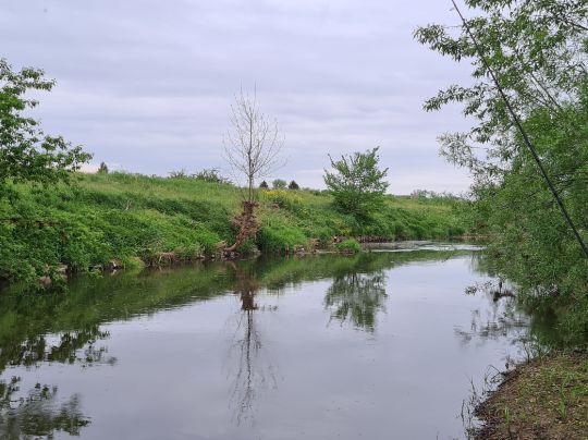 Weiße Elster (Bornitz-Göbitz)-3