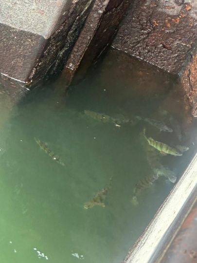 Werfthafen Germersheim-1