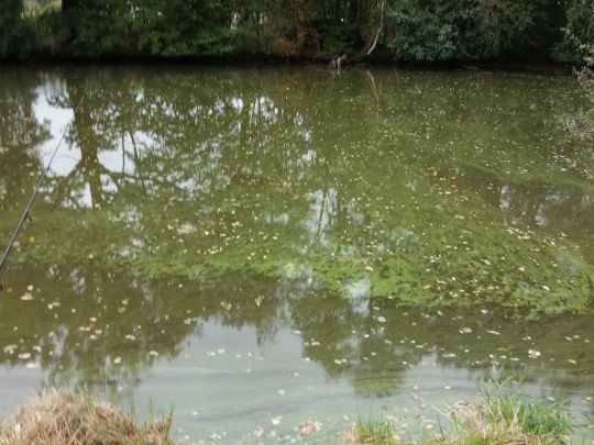 Schlossteich Lippitsch-2