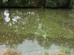 Schlossteich Lippitsch-2