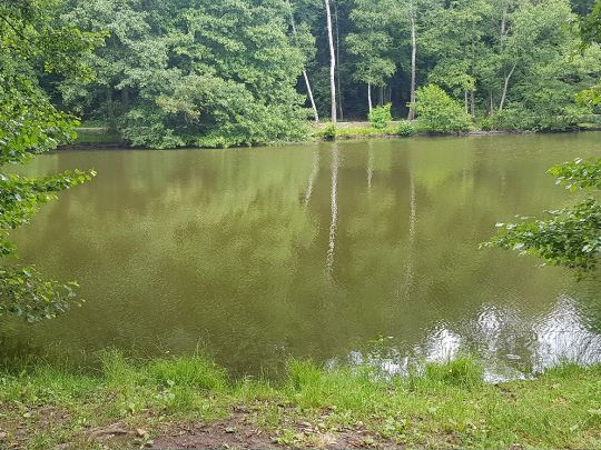 Burbacher Waldweiher (Saarbrücken)-1
