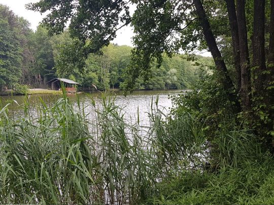 Burbacher Waldweiher (Saarbrücken) angeln