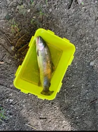 Weiher Rittersgrün-1