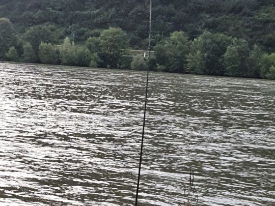 Rhein (Osterspai/Spay)-3