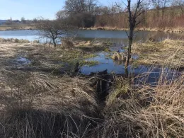 Froschweiher (Monheim)-1