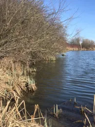 Froschweiher (Monheim)-0