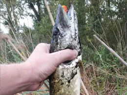 Große Sandfürchen (Osternienburg)-3