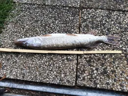 Ems-Jade-Kanal (Aurich)-3