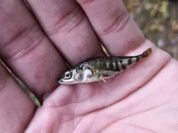 Rosenauteich (Friedrichroda)