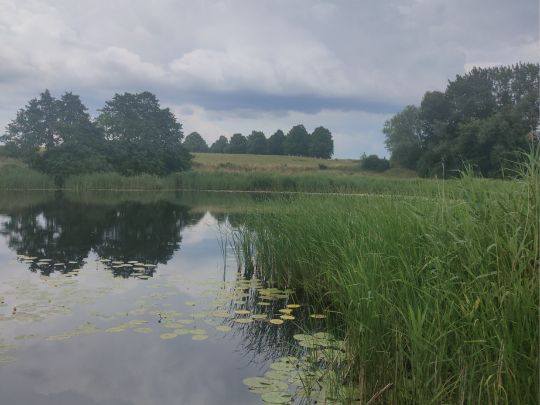 Bützow See (Kleekamp)-3