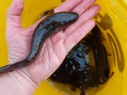 Bachtelsee (Biessenhofen)-4