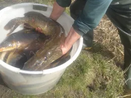 Bachtelsee (Biessenhofen)-3