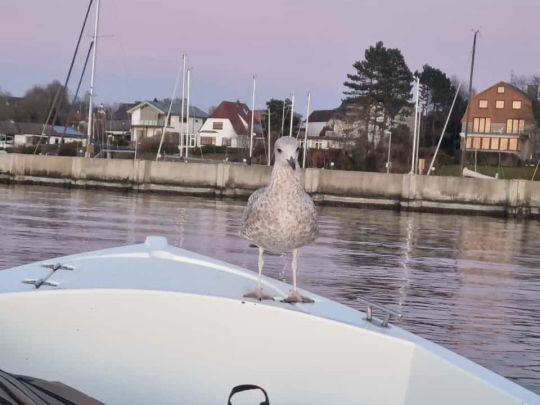 Kieler Förde (Heikendorf)-2