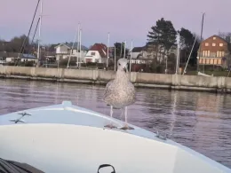 Kieler Förde (Heikendorf)-2