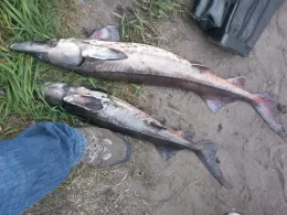 Forellensee Barderup-1