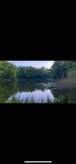 Großer Sperber (Ruppichteroth)