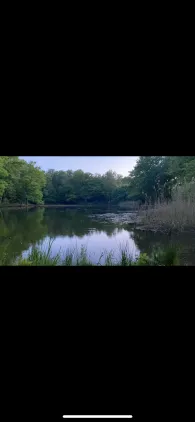 Großer Sperber (Ruppichteroth)