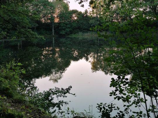 Großer Sperber (Ruppichteroth)-4