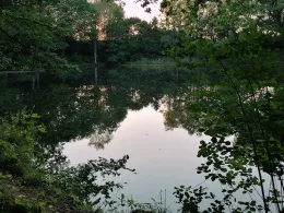 Großer Sperber (Ruppichteroth)-4