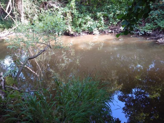 Alsenz (Oberndorf)-4