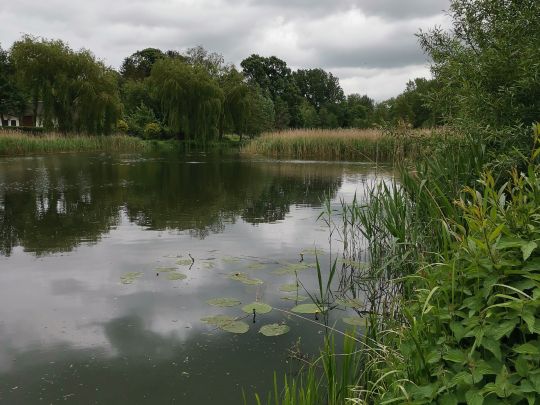 Mühlenteich (Rehna)-3