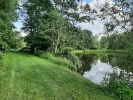 Großer Mühlweiher (Göppmannsbühl)-1