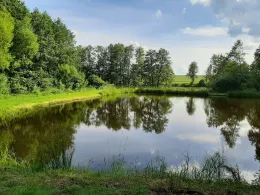 Großer Mühlweiher (Göppmannsbühl)-2