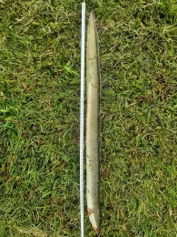 Großer Mühlweiher (Göppmannsbühl)-3