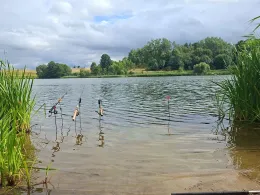 Krummer See (Friedrichswalde)-1