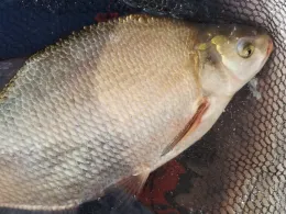 Mosel (Bernkastel-Kues)-2