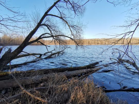 Auwaldsee (Lauingen)-3