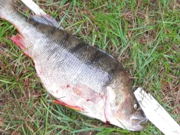 Speicherbecken Markersbach-4